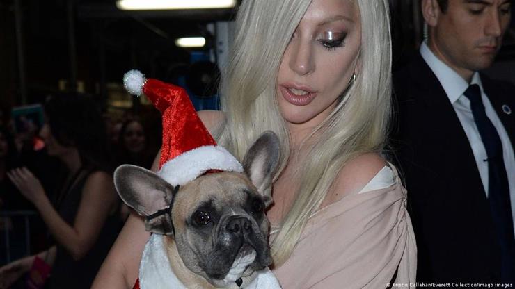 Lady Gaga zapłaci 97,500 dolarów rachunków medycznych za opiekuna psów po tym, jak został postrzelony przez złodziei
